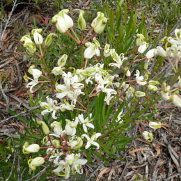 Lomatia tinctoria